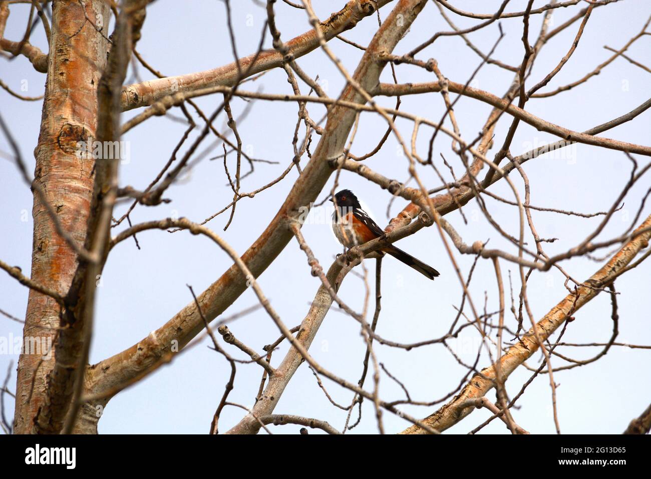 A spotted towhee perches in a tree in New Mexico. Stock Photo