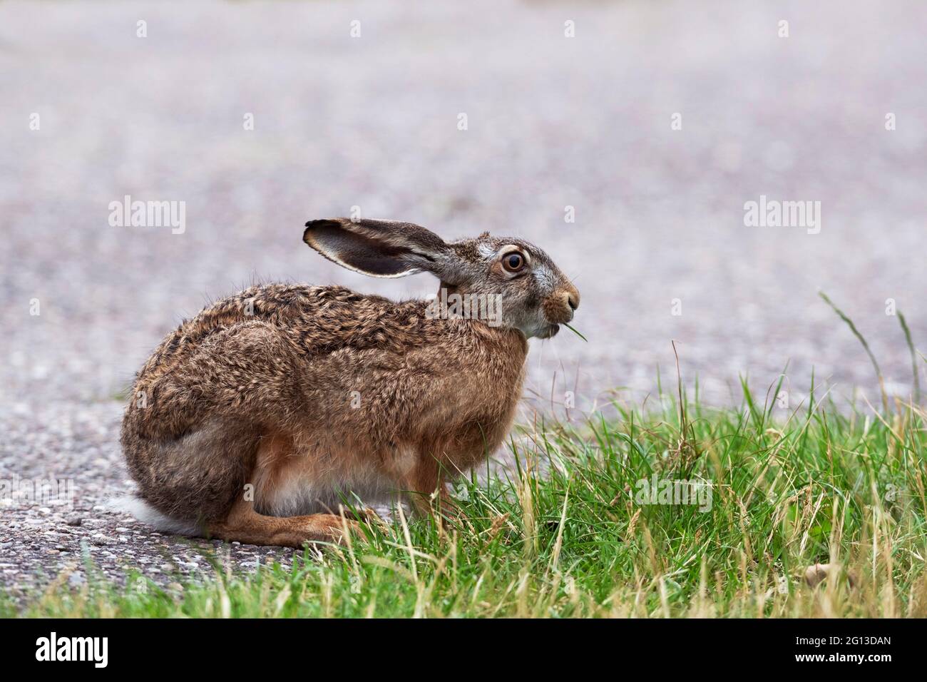 European Hare, Leporidae; Schleswig-Holstein; Germany. Stock Photo