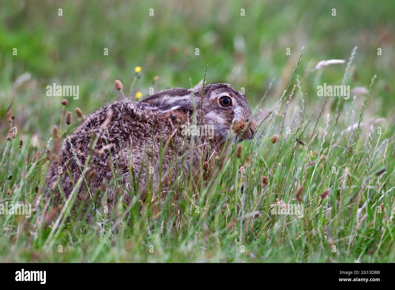 European Hare, Leporidae; Schleswig-Holstein; Germany. Stock Photo