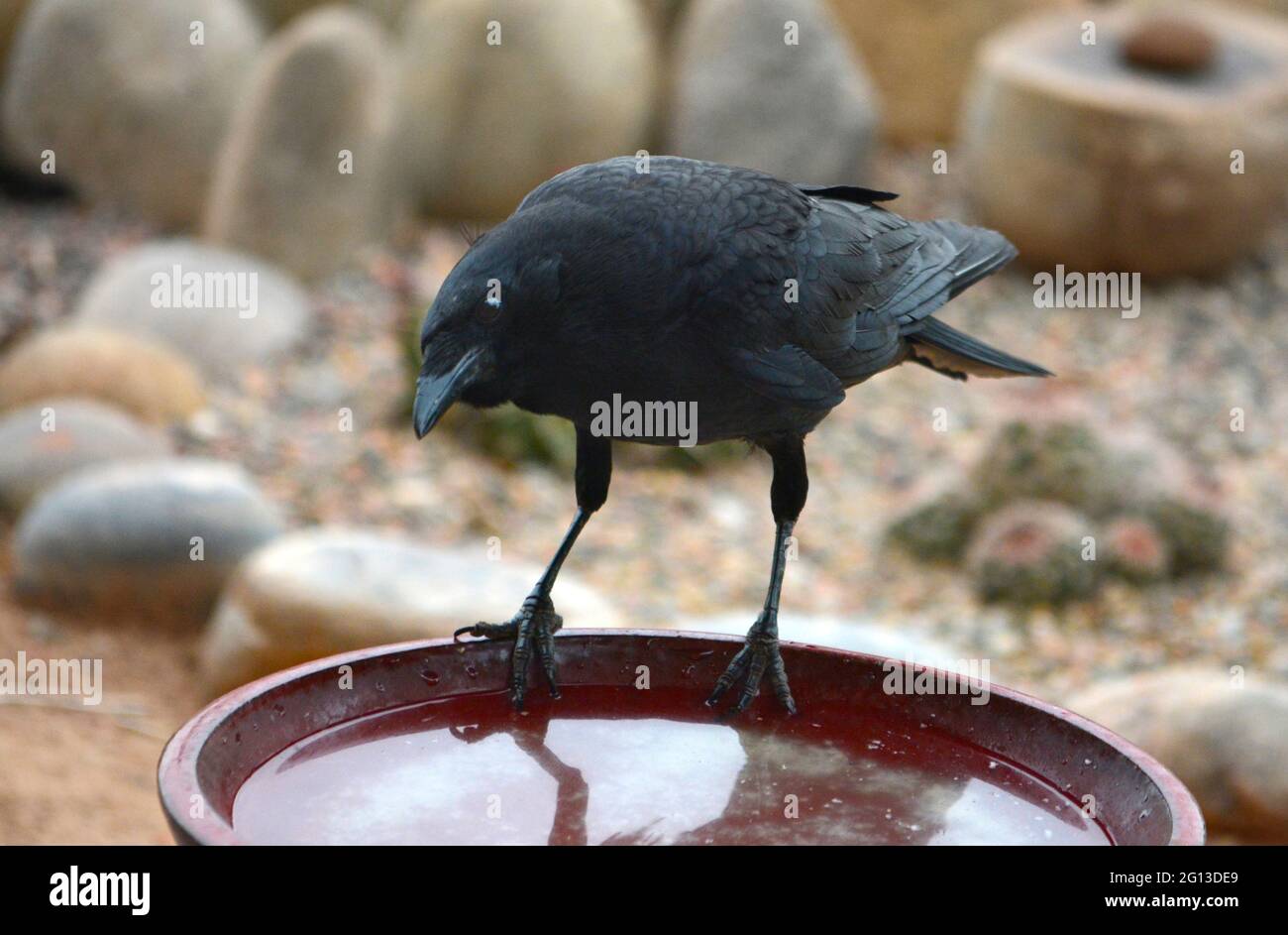 A common raven (Corvus corax) drinks from a backyard bird bath in New Mexico. Stock Photo
