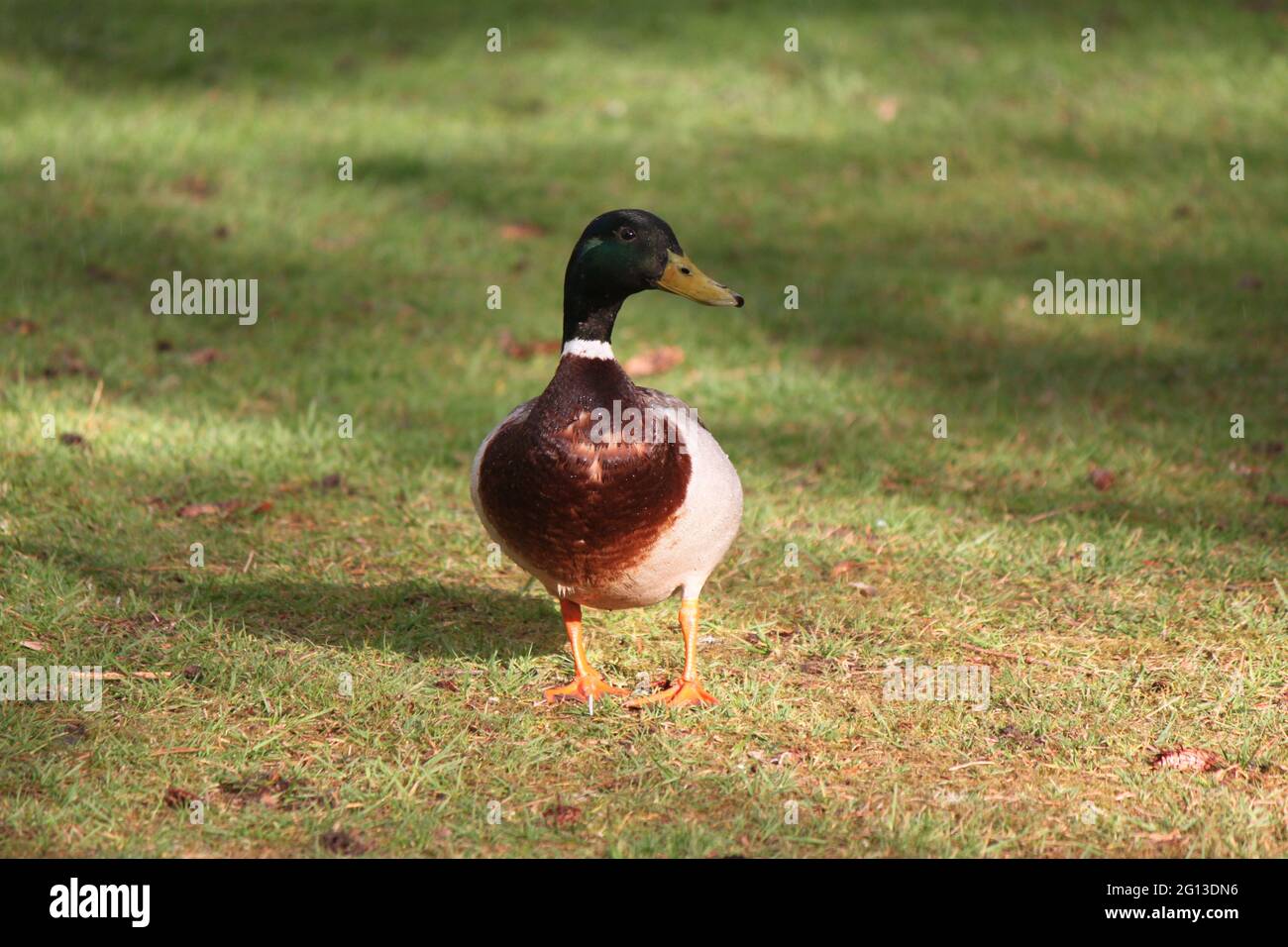 Mallard duck walking through public park. Stock Photo