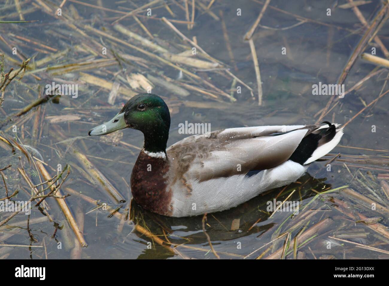 Mallard duck swimming amongst the reeds. Wild ducks Scottish wildlife observation and habitat. Stock Photo