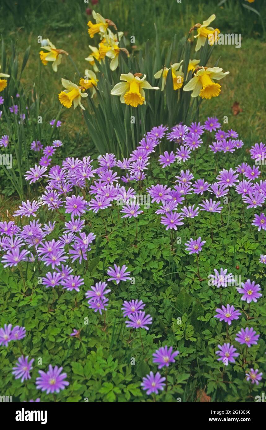 Spring display of Daffodils and Anemone blanda country garden Stock Photo