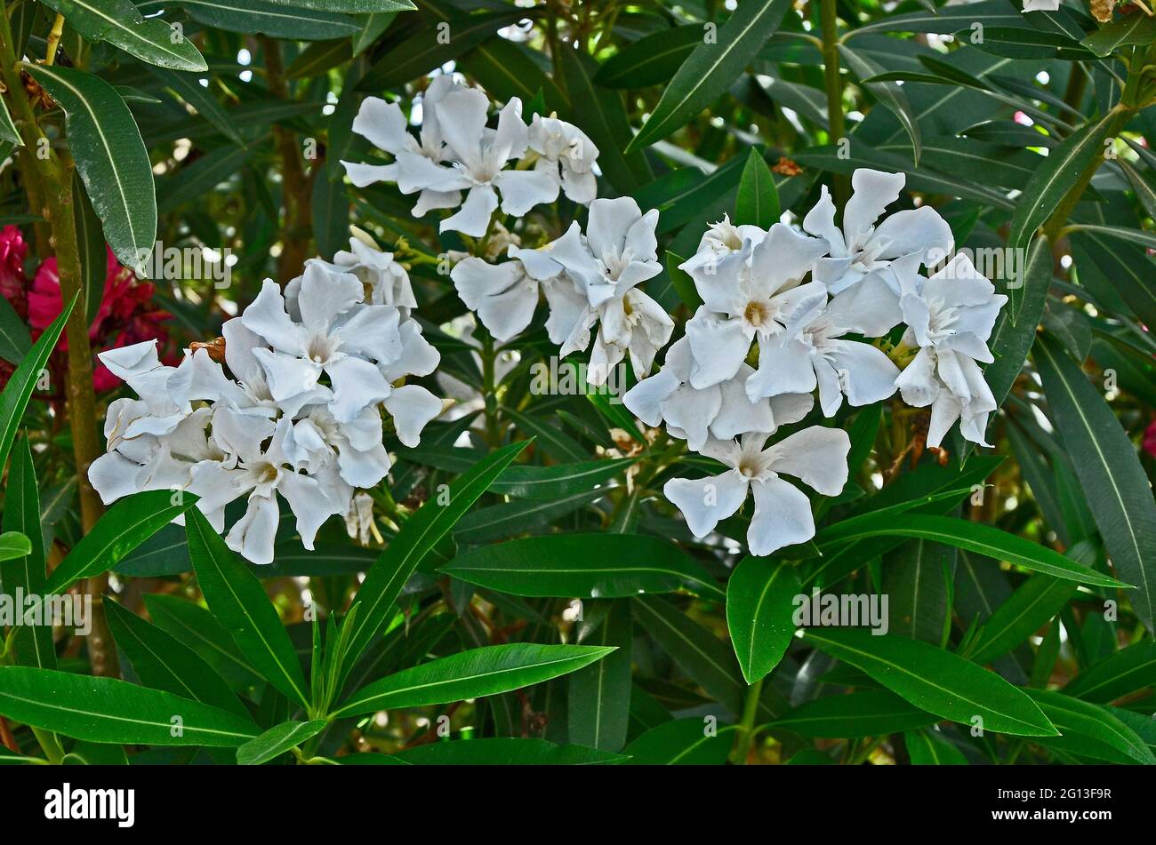Close up of a white Nerium 0leander growing wild in the Cyprus countryside Stock Photo