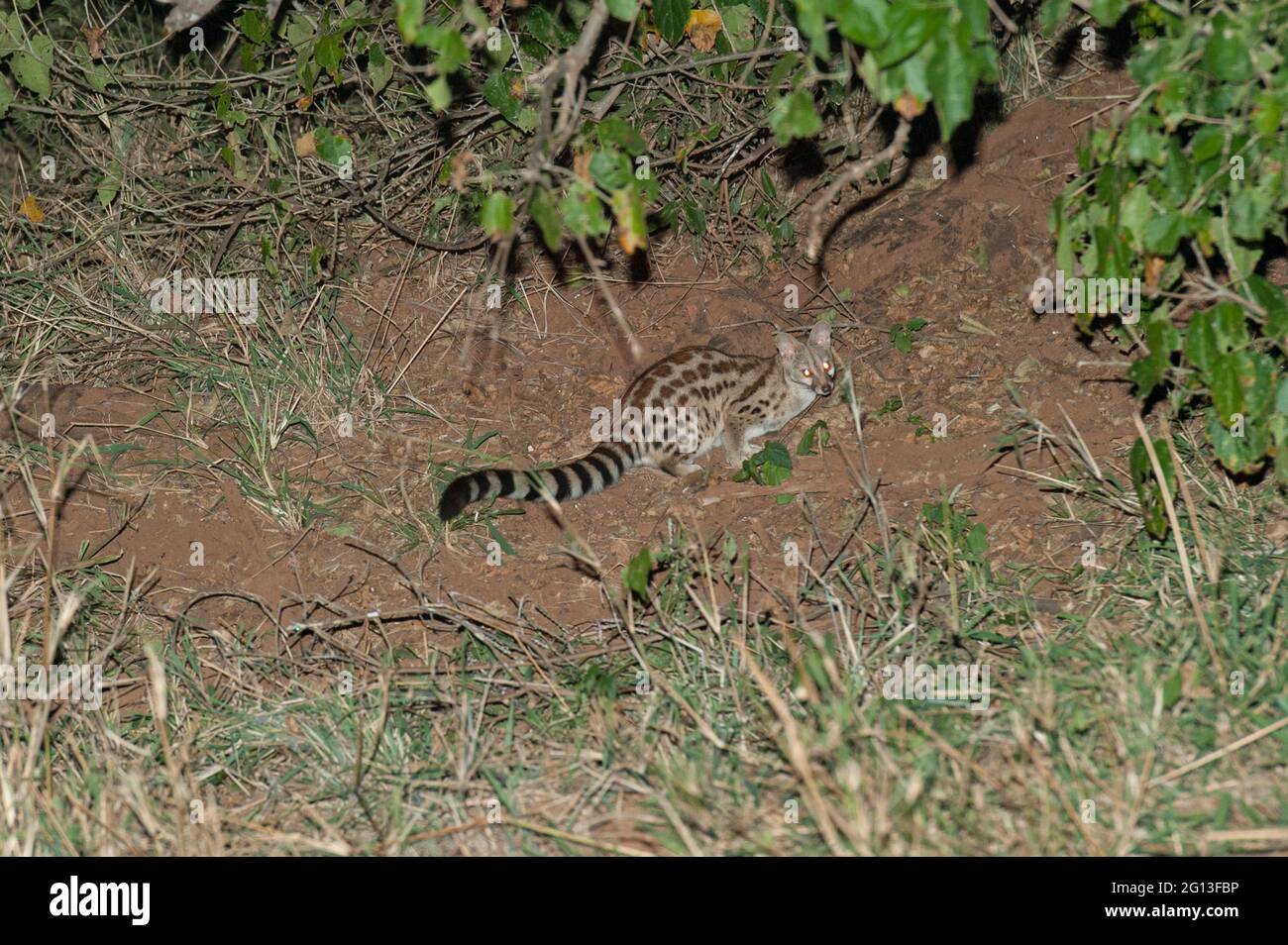 Large-spotted Genet (Genetta tigrina), night game drive, Kruger National Park, Mpumalanga, South Africa. Stock Photo