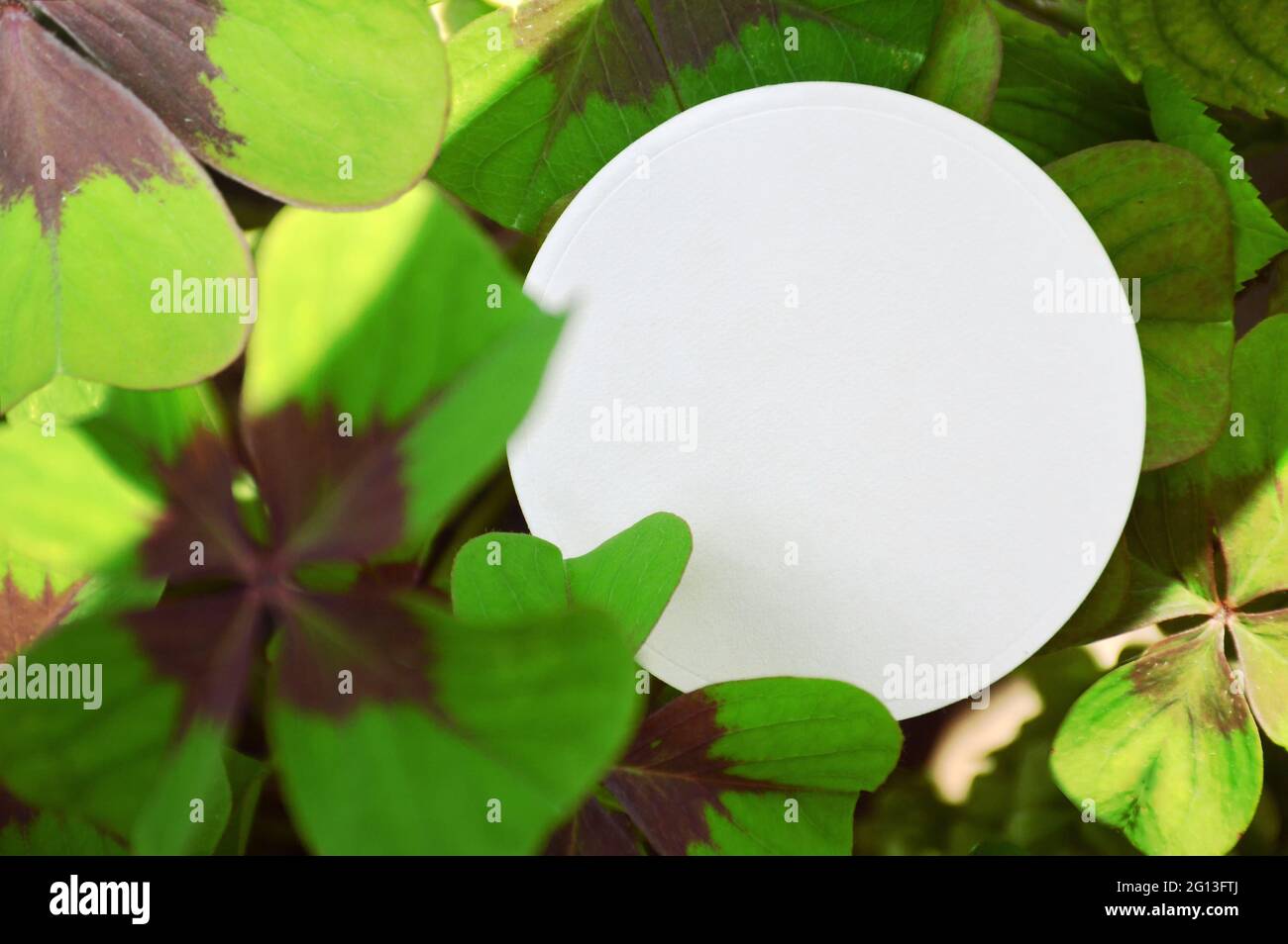 Round white paper frame and four-leaf clovers Stock Photo