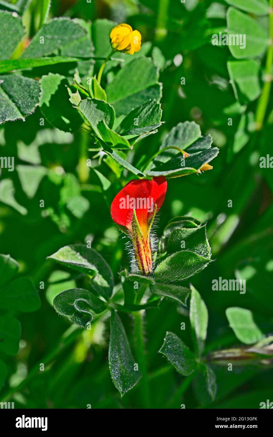 Close up of Ttragonolobus purpureus Winged Pea  growing wild in the Cyprus countryside Stock Photo