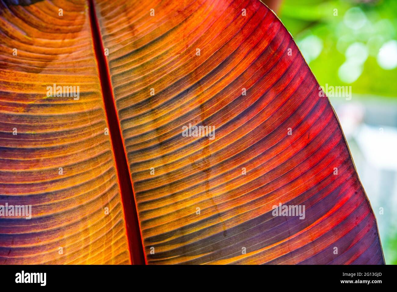 Beautiful shapes and various colors on the leafs of a banana tree Stock