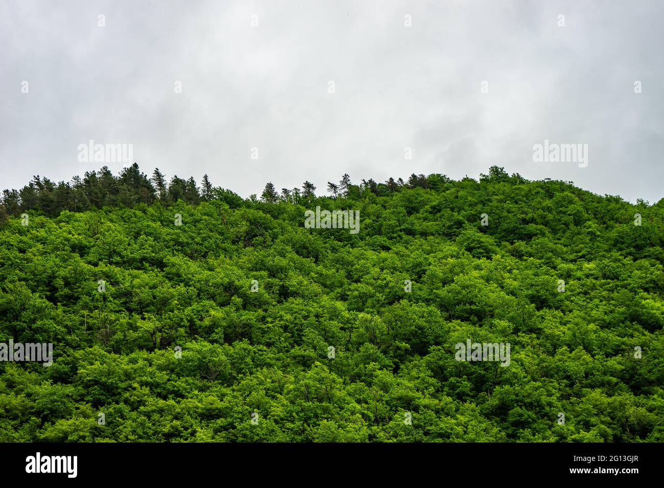 Green trees in the forest as a summer background Stock Photo - Alamy