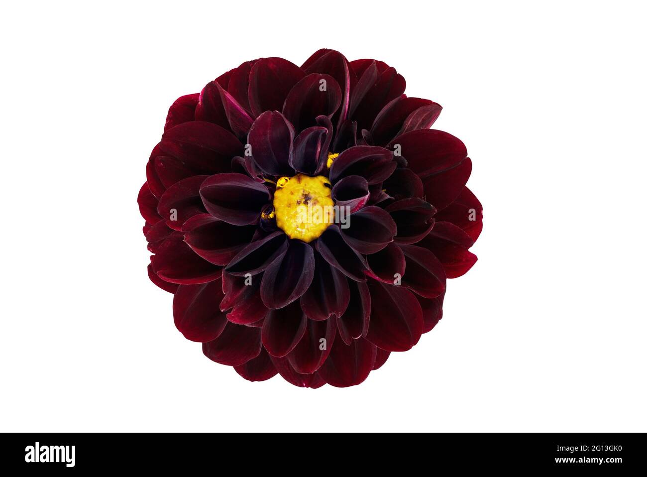Bright red dahlia head in Cut Out Stock Images & Pictures Alamy