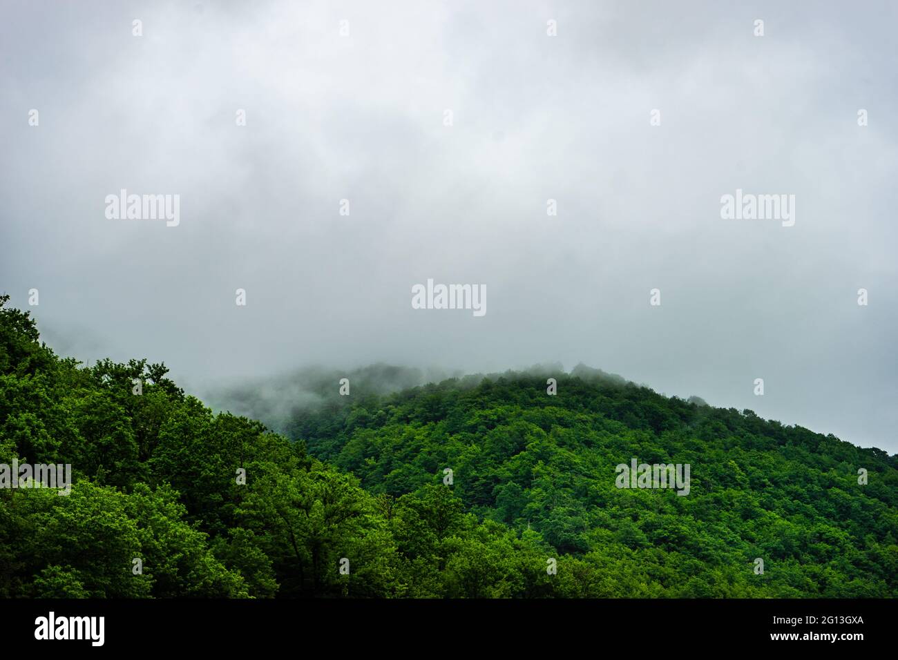 Green trees in the forest as a summer background Stock Photo - Alamy