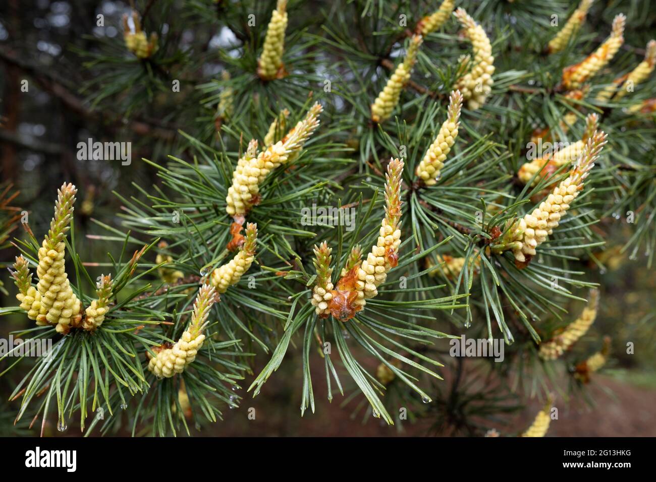 Pine Tree Struct Pine tree male pinecones flower-like structures in closeup Stock Photo ...