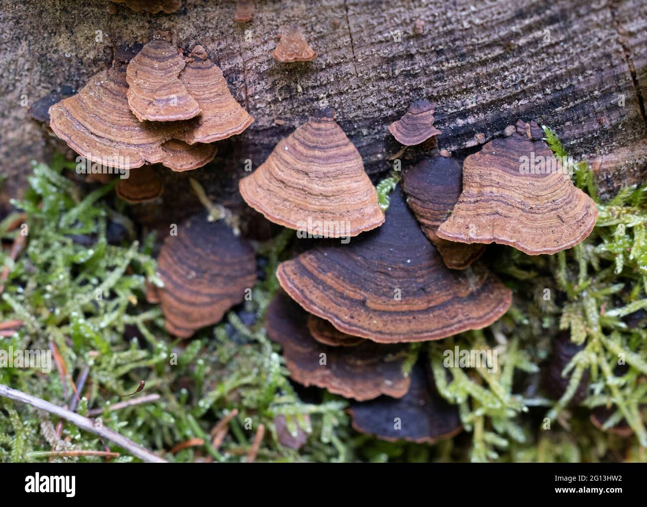 Hymenochaete rubiginosa, Oak Curtain Crust fungus in closeup Stock Photo