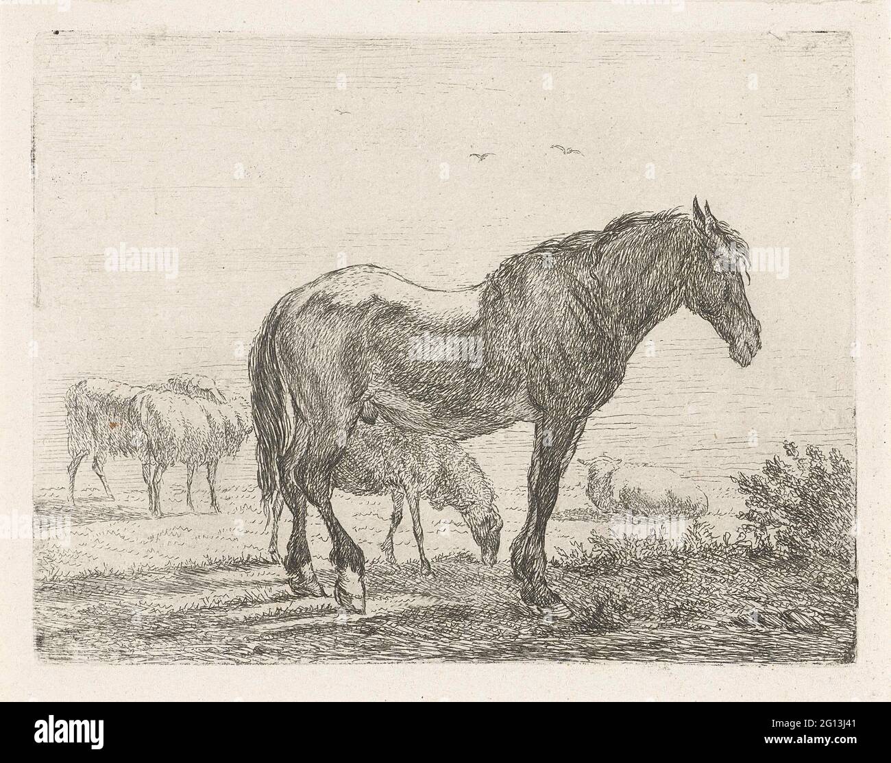 Standing horse for herd of sheep Stock Photo - Alamy