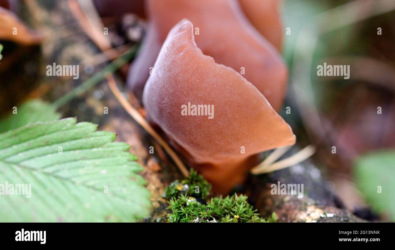Auricularia auricula-judae grows on a fallen wood in a forest among moss Stock Photo