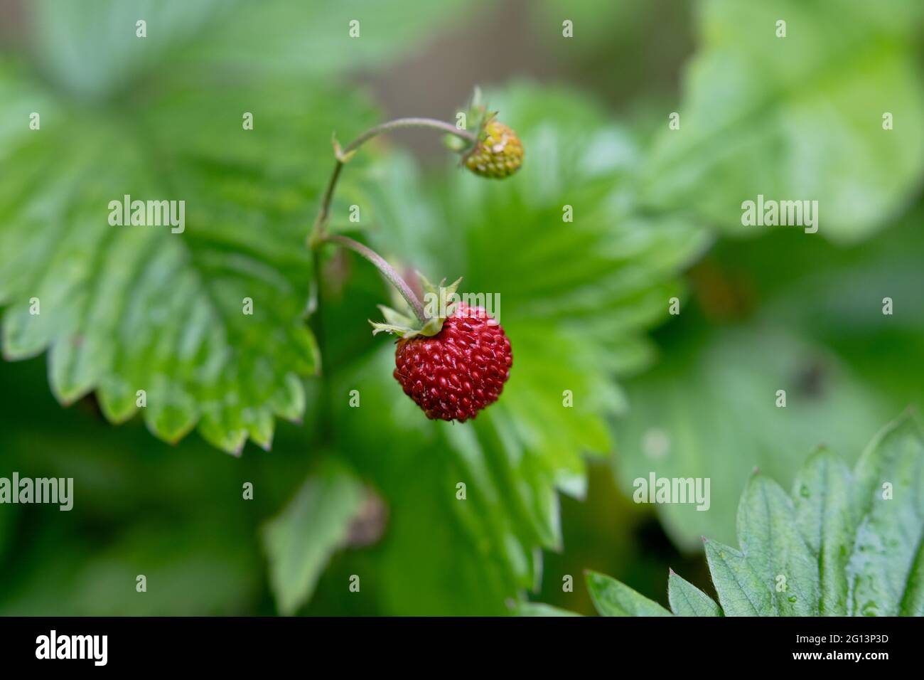 small wild strawberry in the middle of the green bush Stock Photo - Alamy