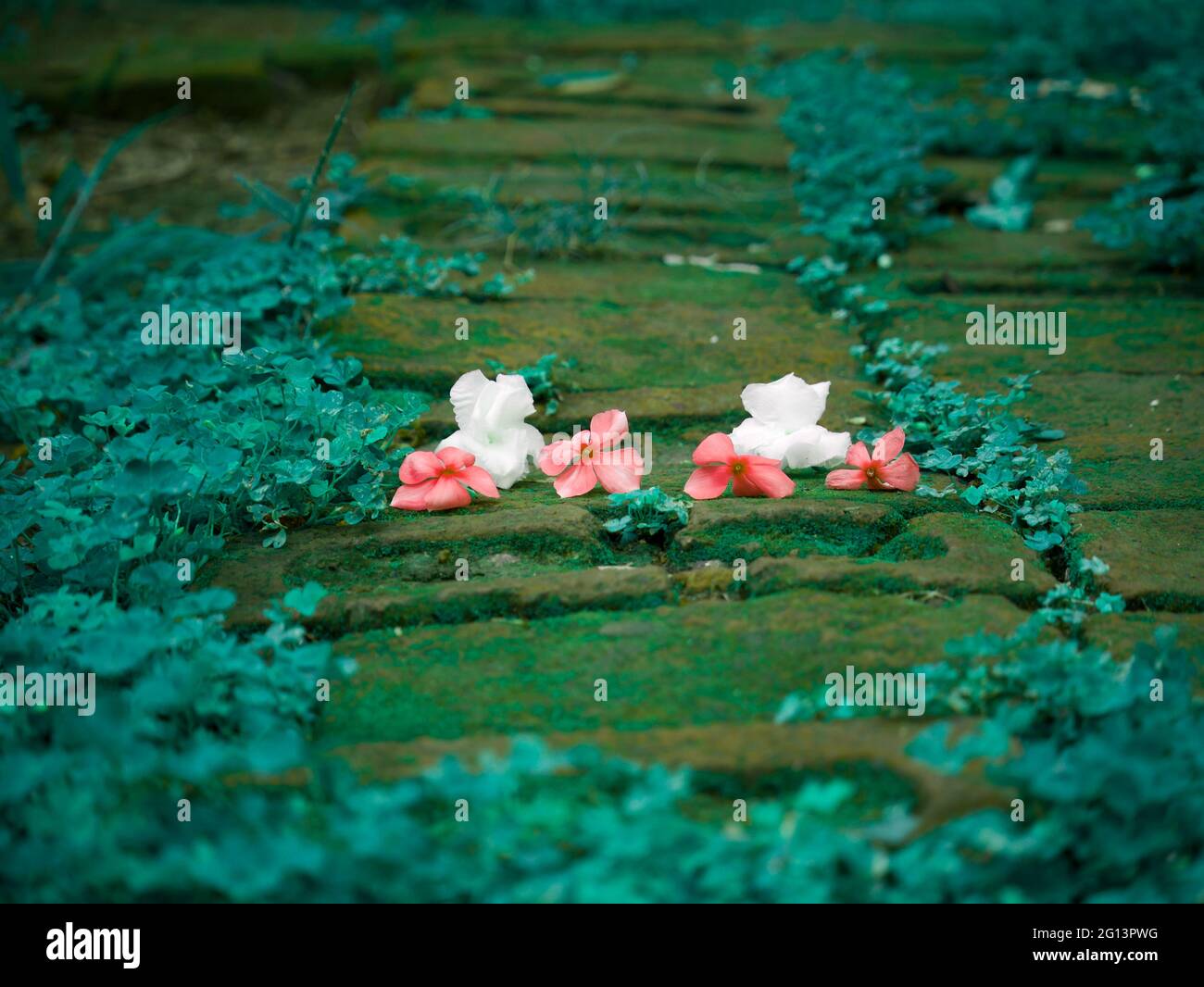 Bricks block field presenting flowers in sequence at natural environment Stock Photo Alamy