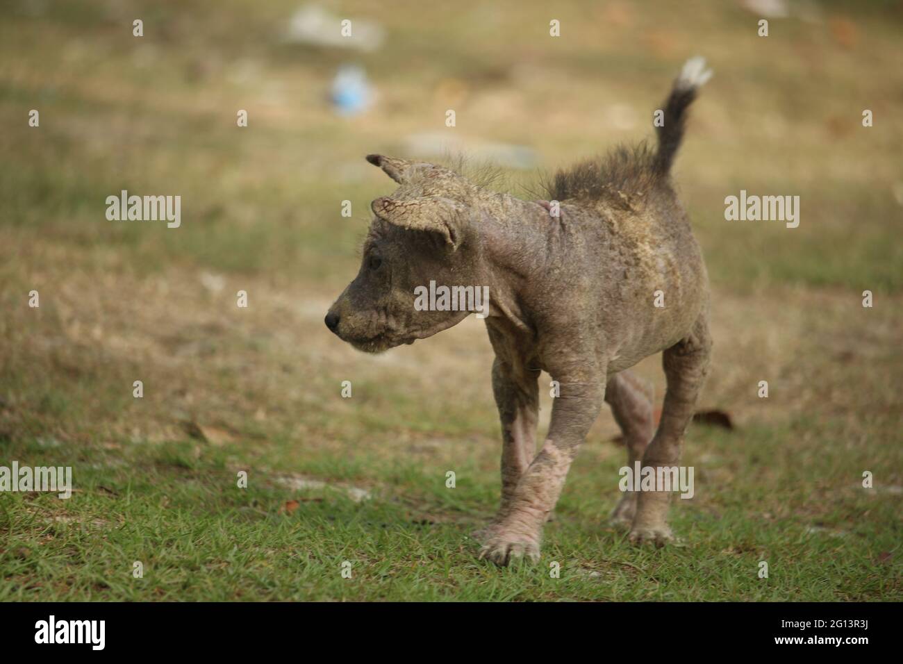 A puppy suffering from skin disease is walking Stock Photo