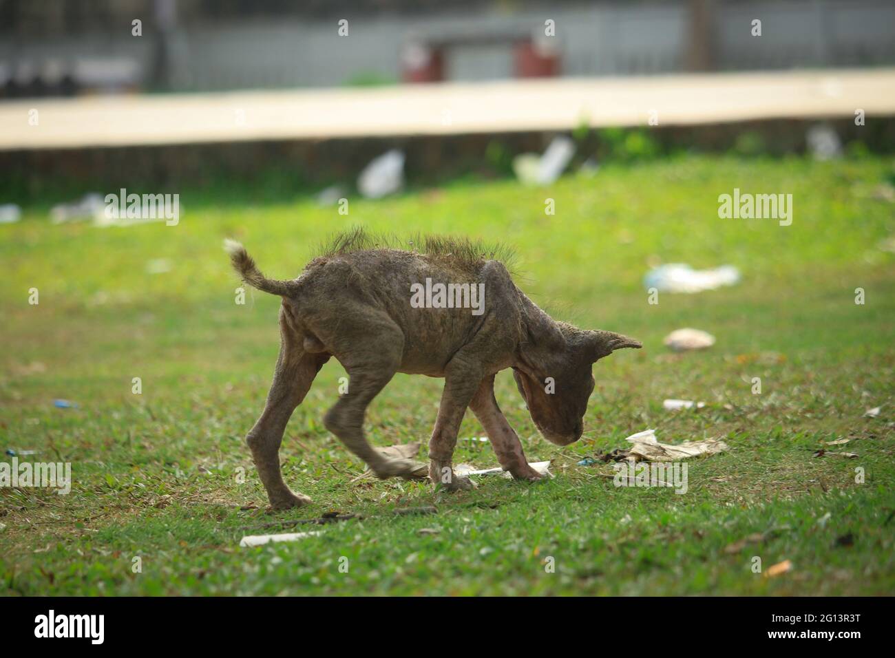 Puppies affected by skin diseases and small puppies are in search of food. Stock Photo