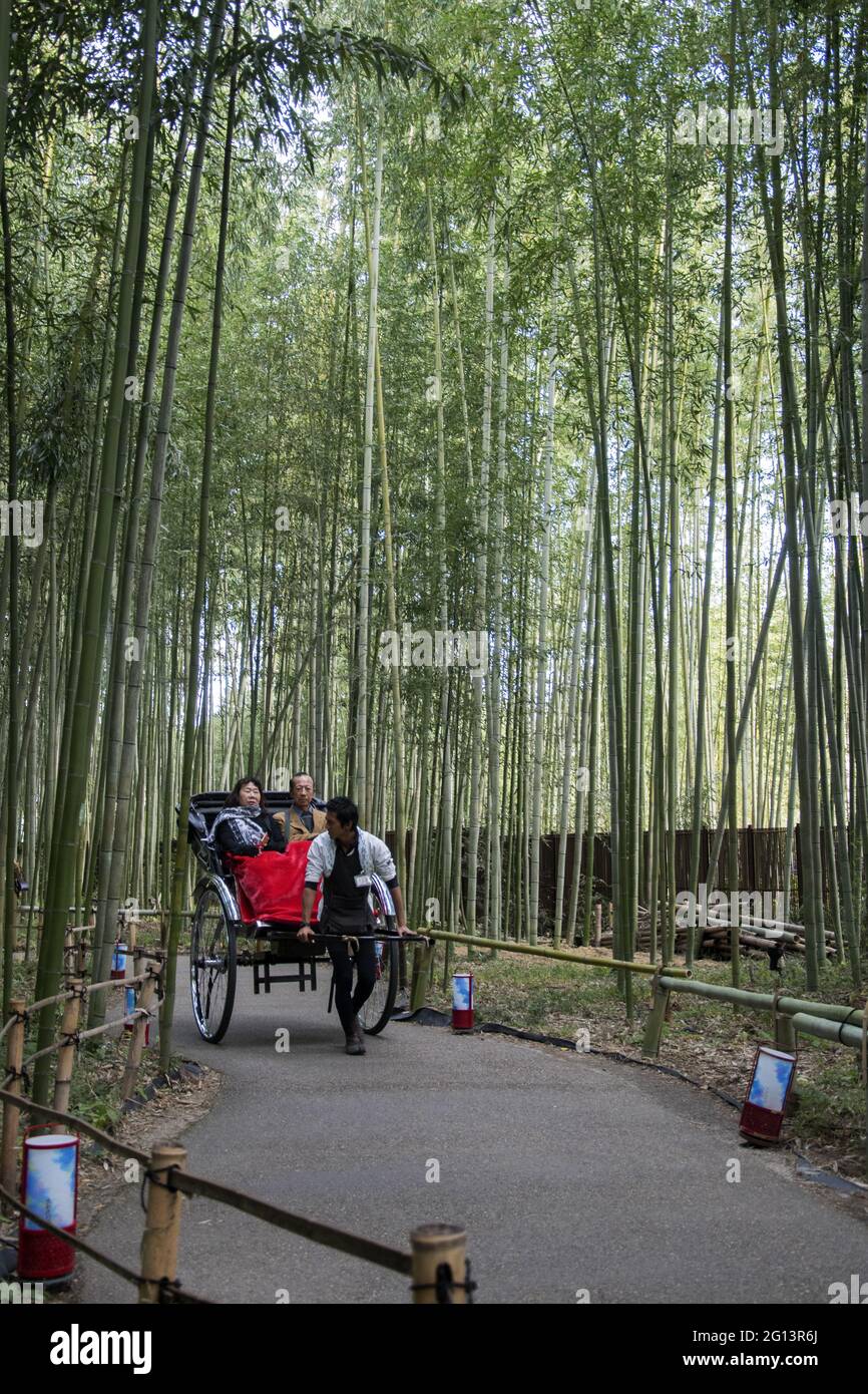 KYOTO, JAPAN - Dec 11, 2019: Kyoto, Japan-26 Nov, 2019: Pulled Rickshaw ...