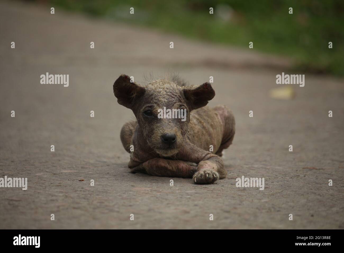 Puppies are suffering from skin diseases. A portrait of a puppy has