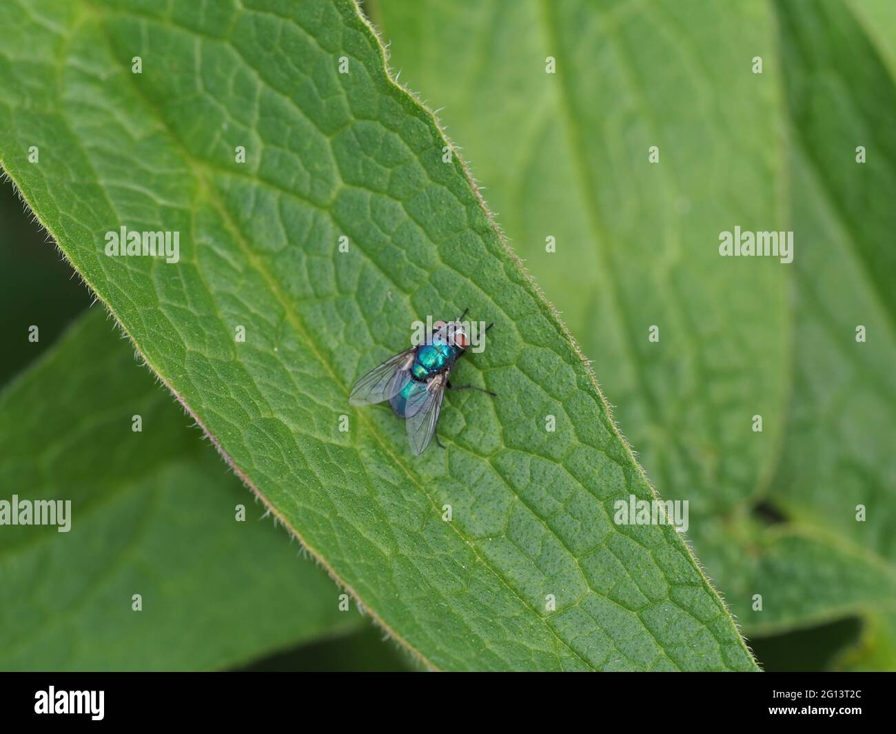 Blue bottle fly sunbathing on a leaf Stock Photo Alamy
