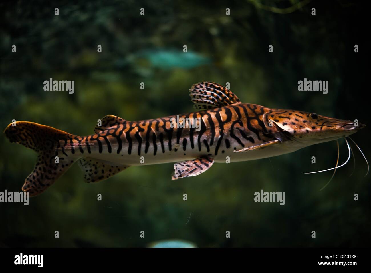 Closeup shot of a Spotted gar fish swimming in the aquarium Stock Photo