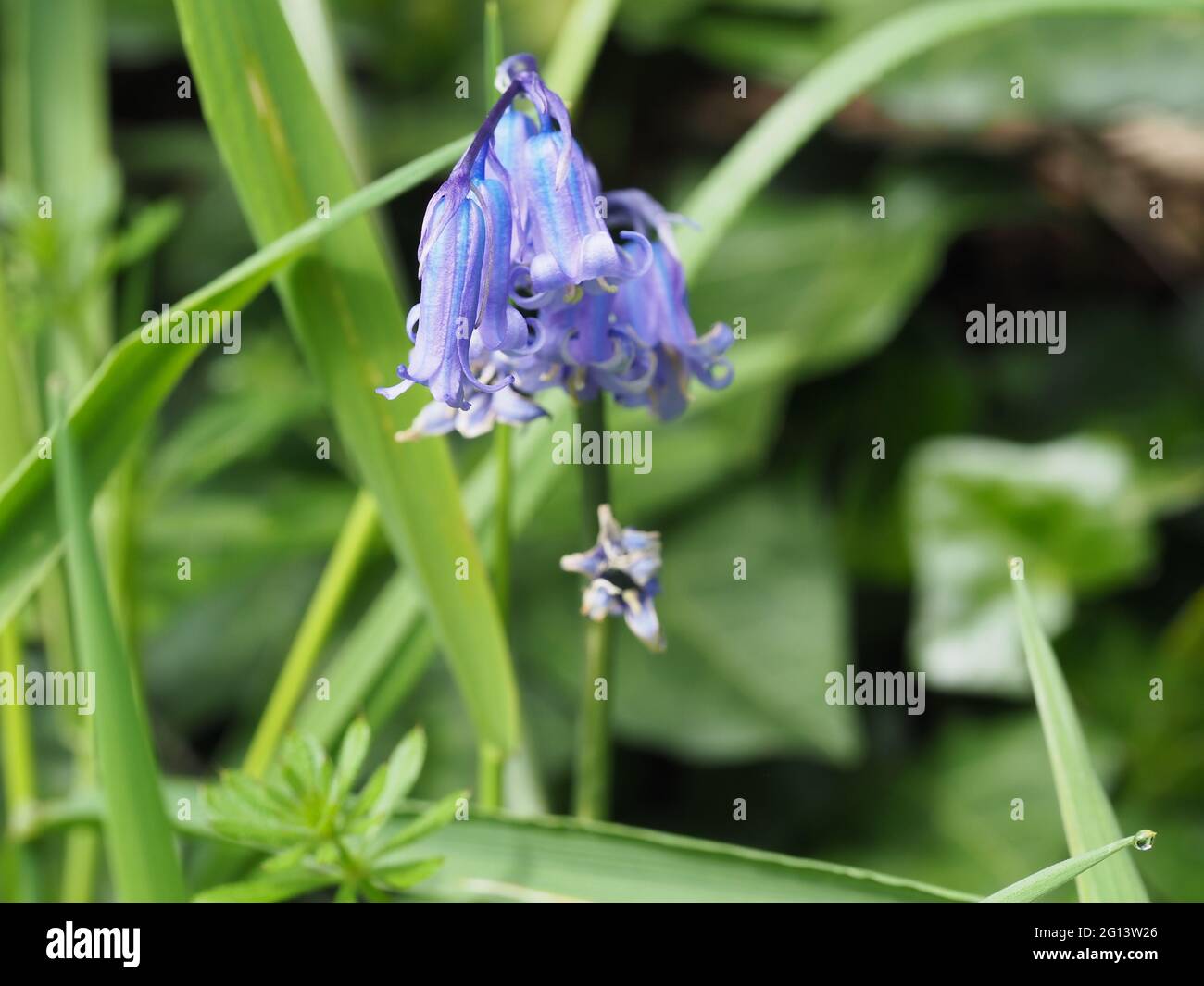 Bluebell in the hedgerow Stock Photo