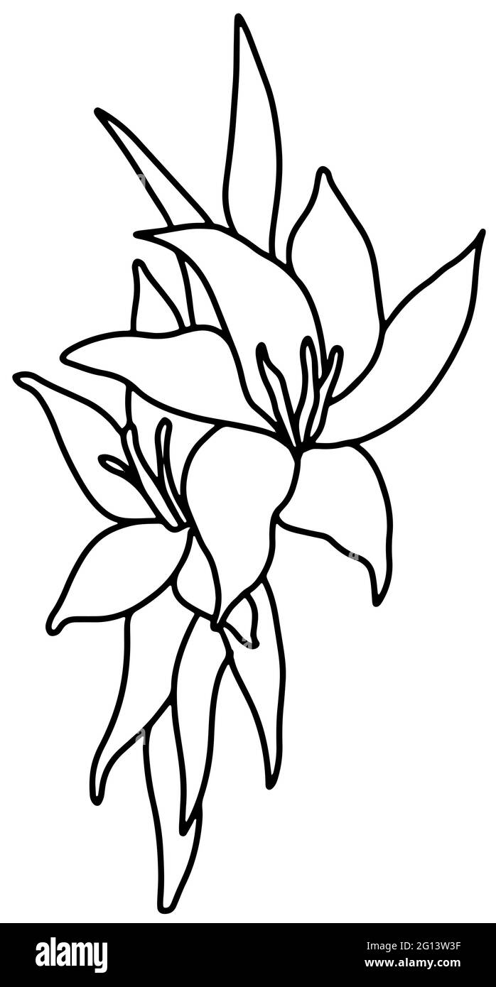 Lilia flower bouquet Outline black and white drawing. Doodle style . Vector illustration Stock Vector