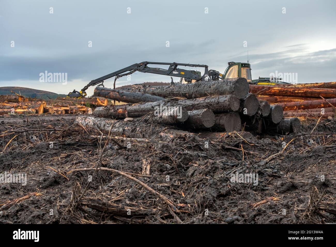 Deforestation in Scotland forest’s Stock Photo - Alamy