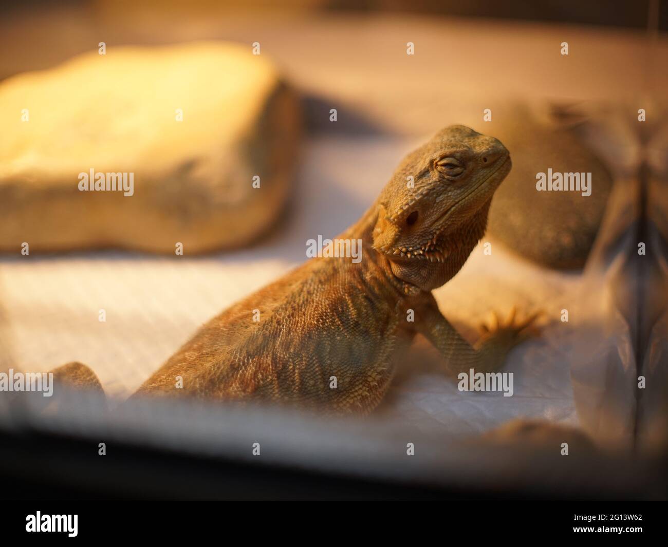 Selective focus shot of a lizard under the lights Stock Photo - Alamy