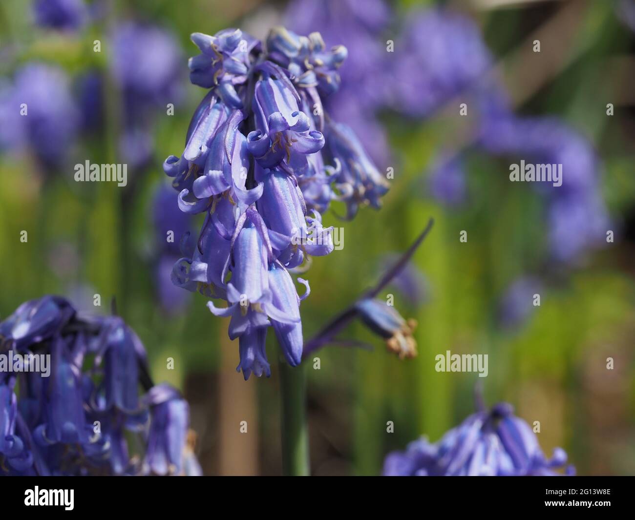 Bluebell in the hedgerow Stock Photo