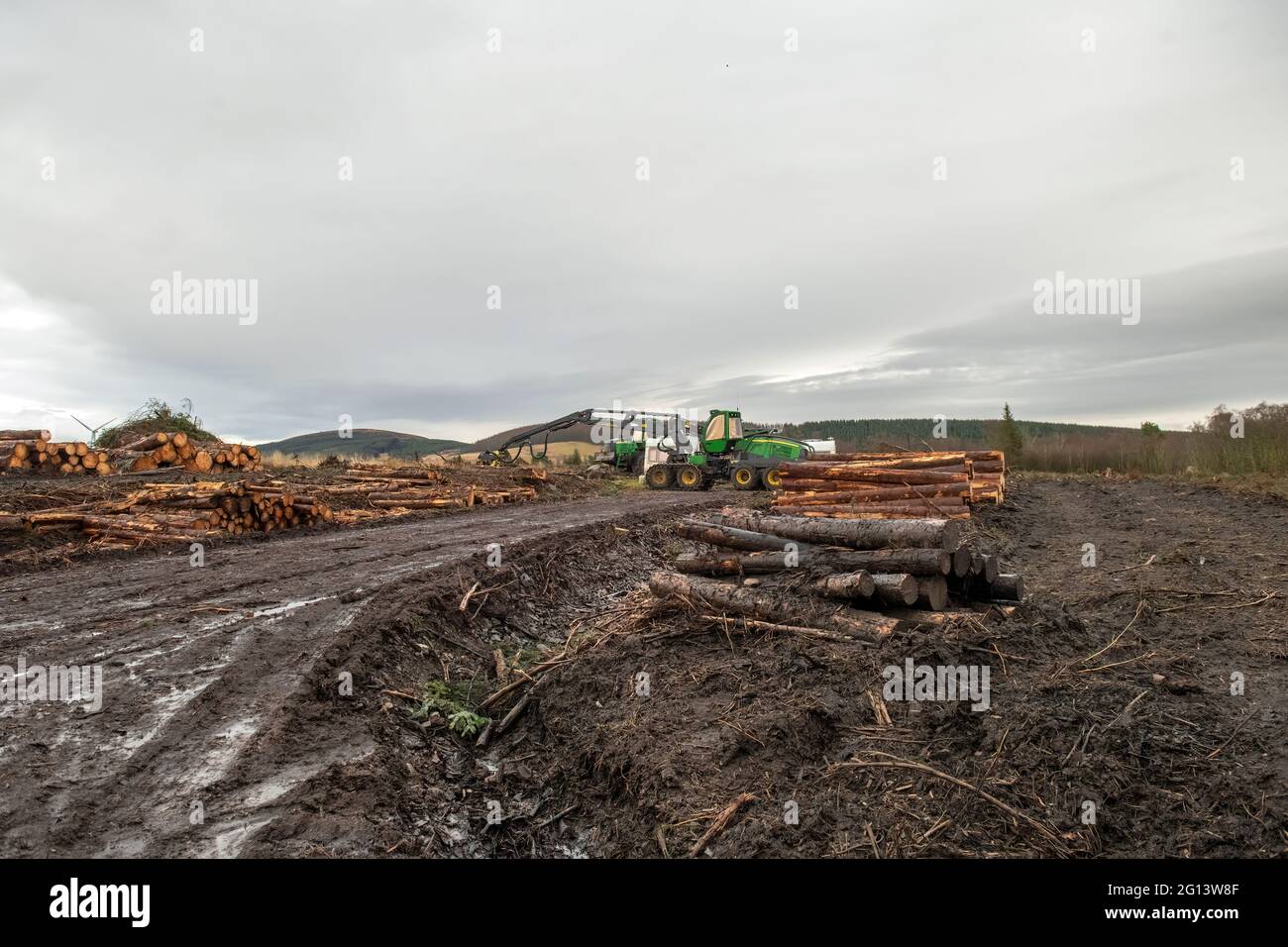 Deforestation in Scotland forest’s Stock Photo