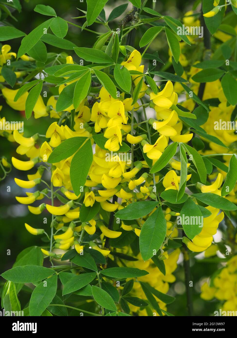 Golden chain or Golden rain Laburnum Tree Stock Photo