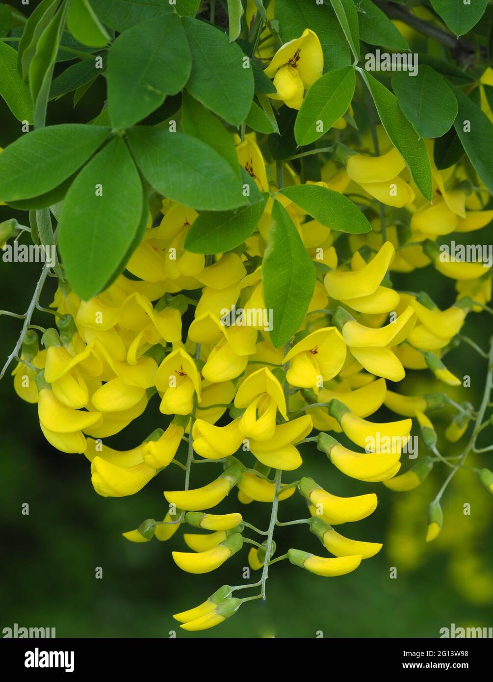 Golden chain or Golden rain Laburnum Tree Stock Photo