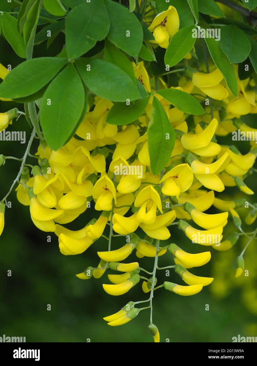 Golden chain or Golden rain Laburnum Tree Stock Photo