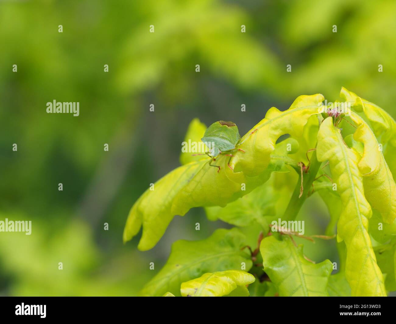 Green Shield or Green Stink bug on the leaves of an oak tree Stock Photo