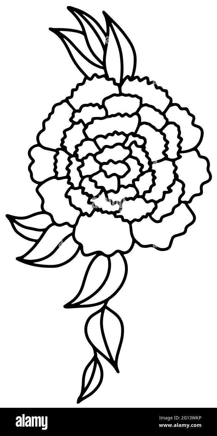 Rose or peony flower bouquet Outline black and white drawing. Doodle style . Vector illustration Stock Vector
