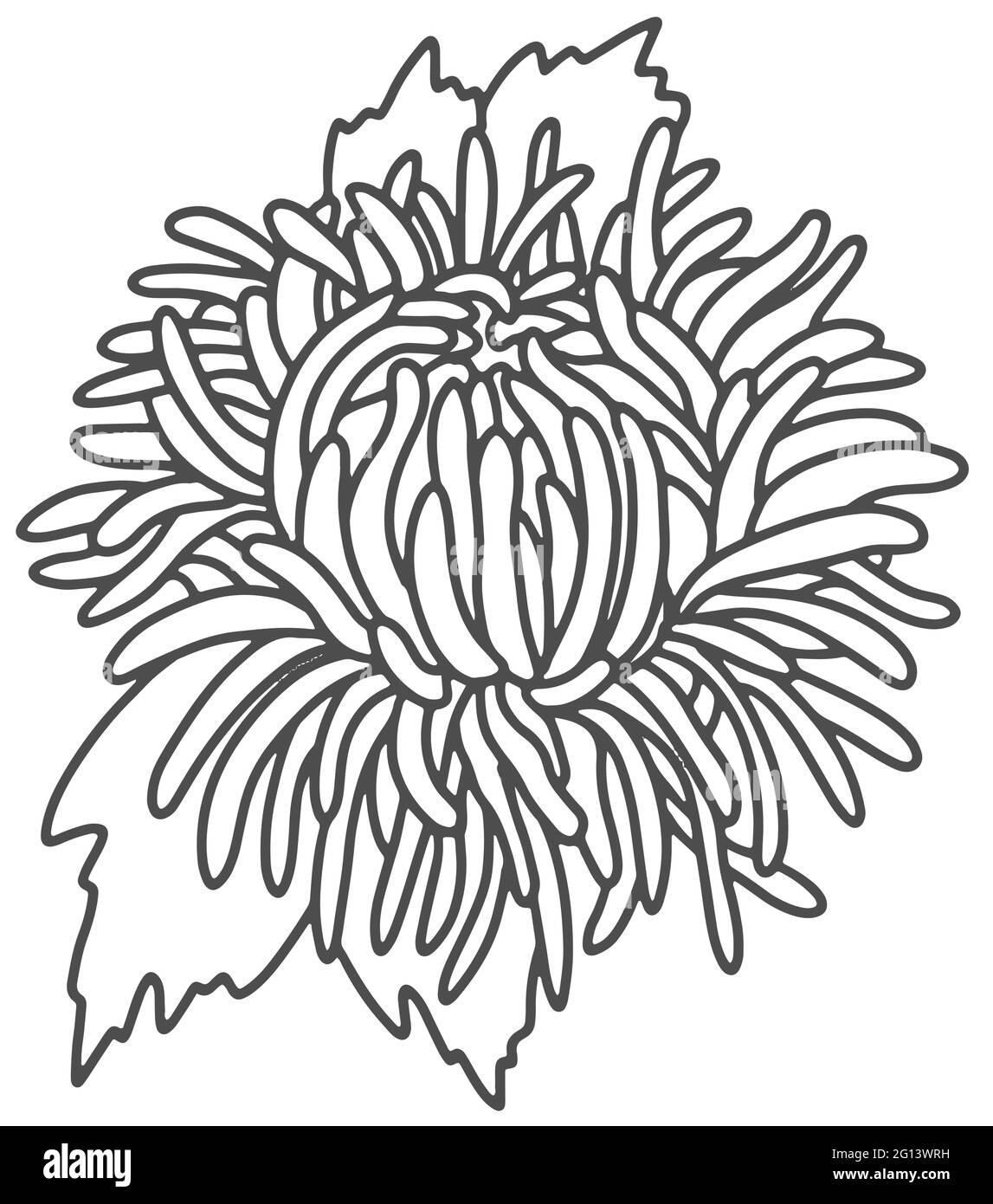 Aster flower bouquet Outline black and white drawing. Doodle style . Vector illustration Stock Vector