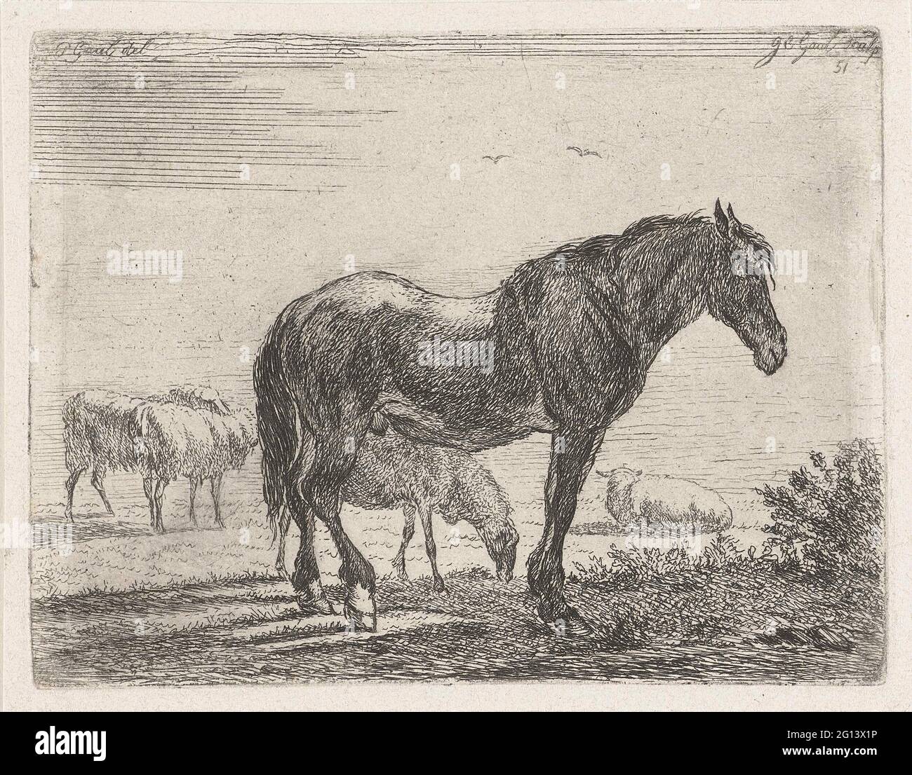Standing horse for herd of sheep Stock Photo - Alamy