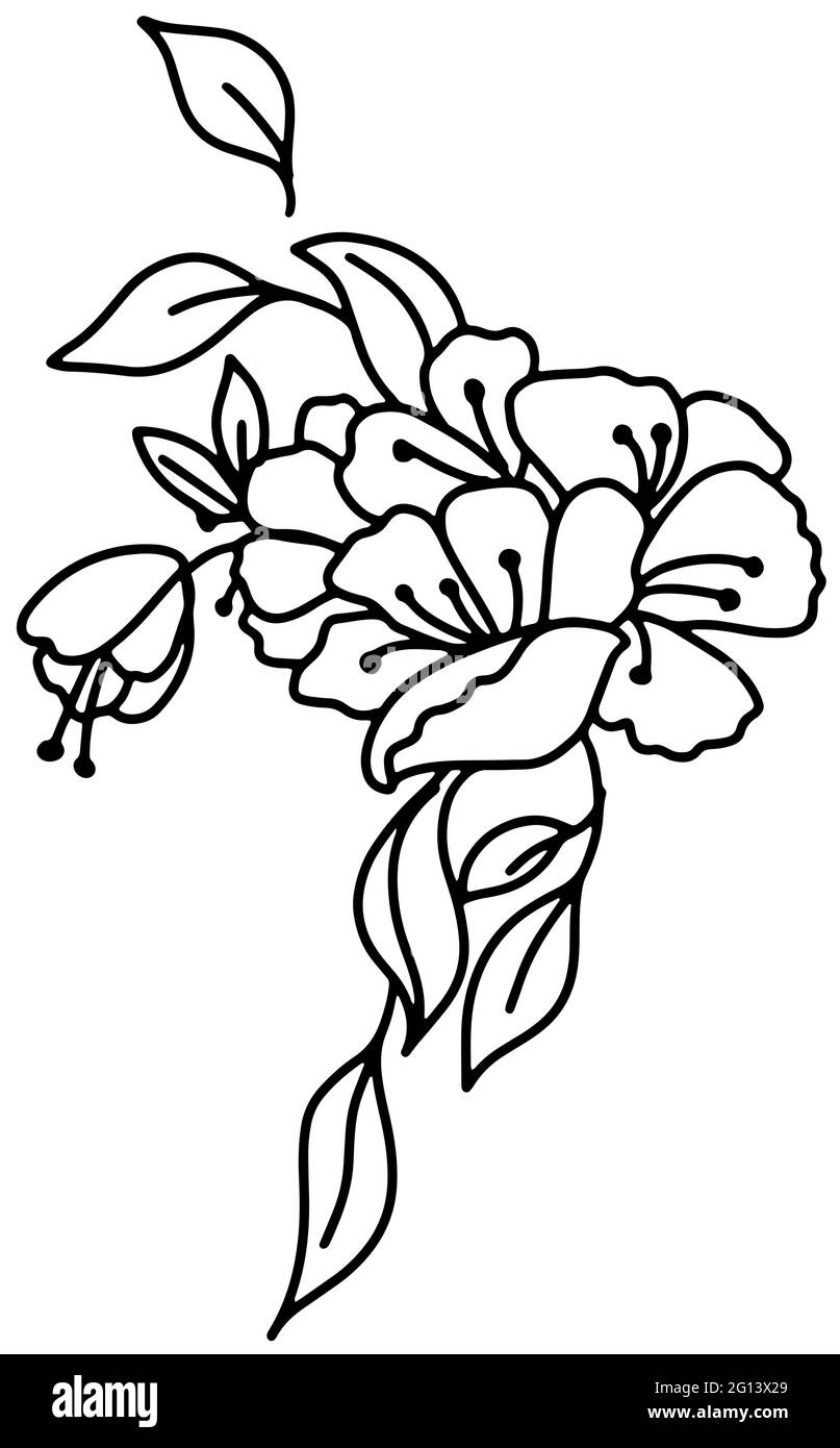 Rosehip flower bouquet Outline black and white drawing. Doodle style . Vector illustration Stock Vector