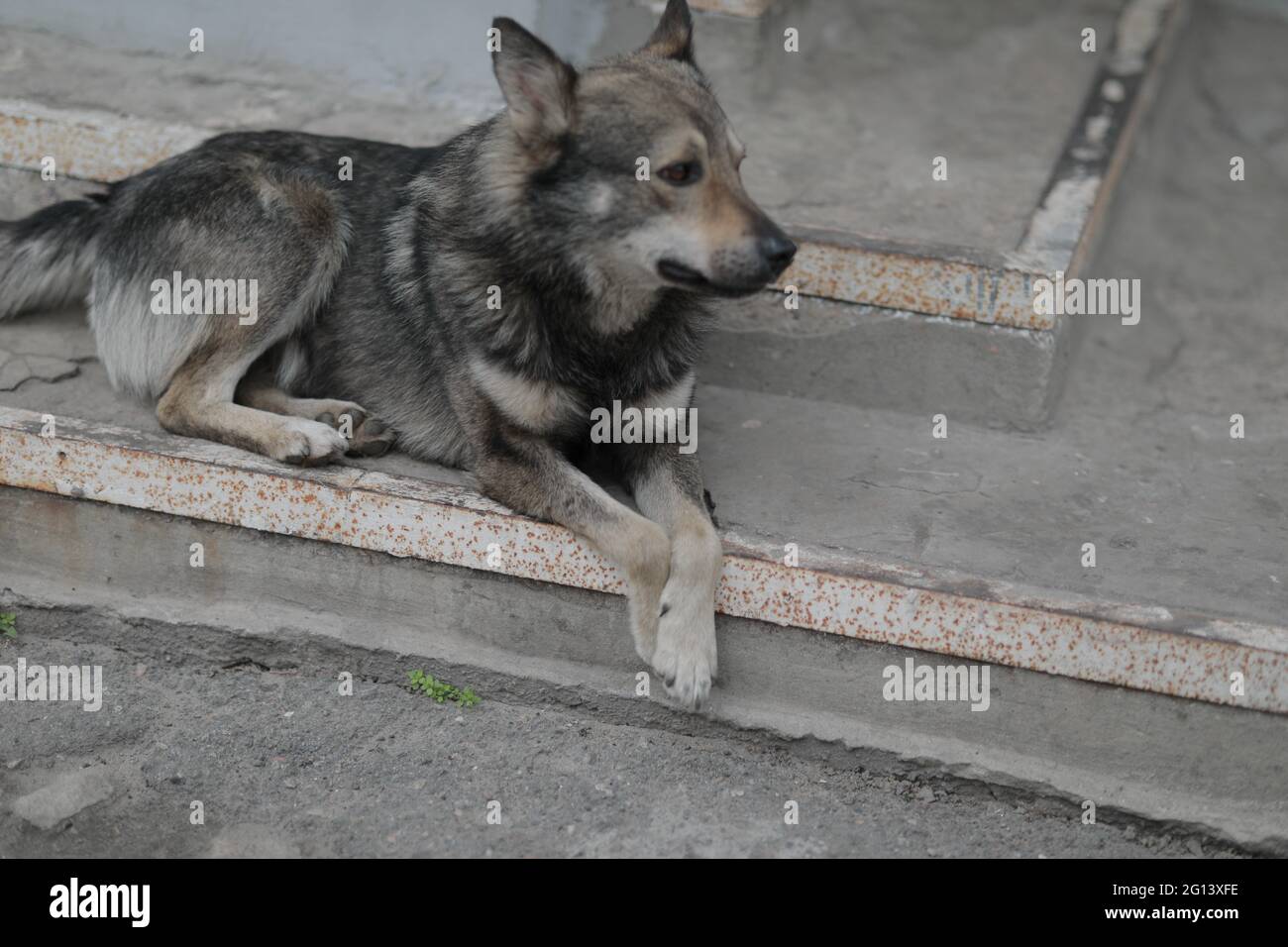 A big dog sitting on a bench Stock Photo