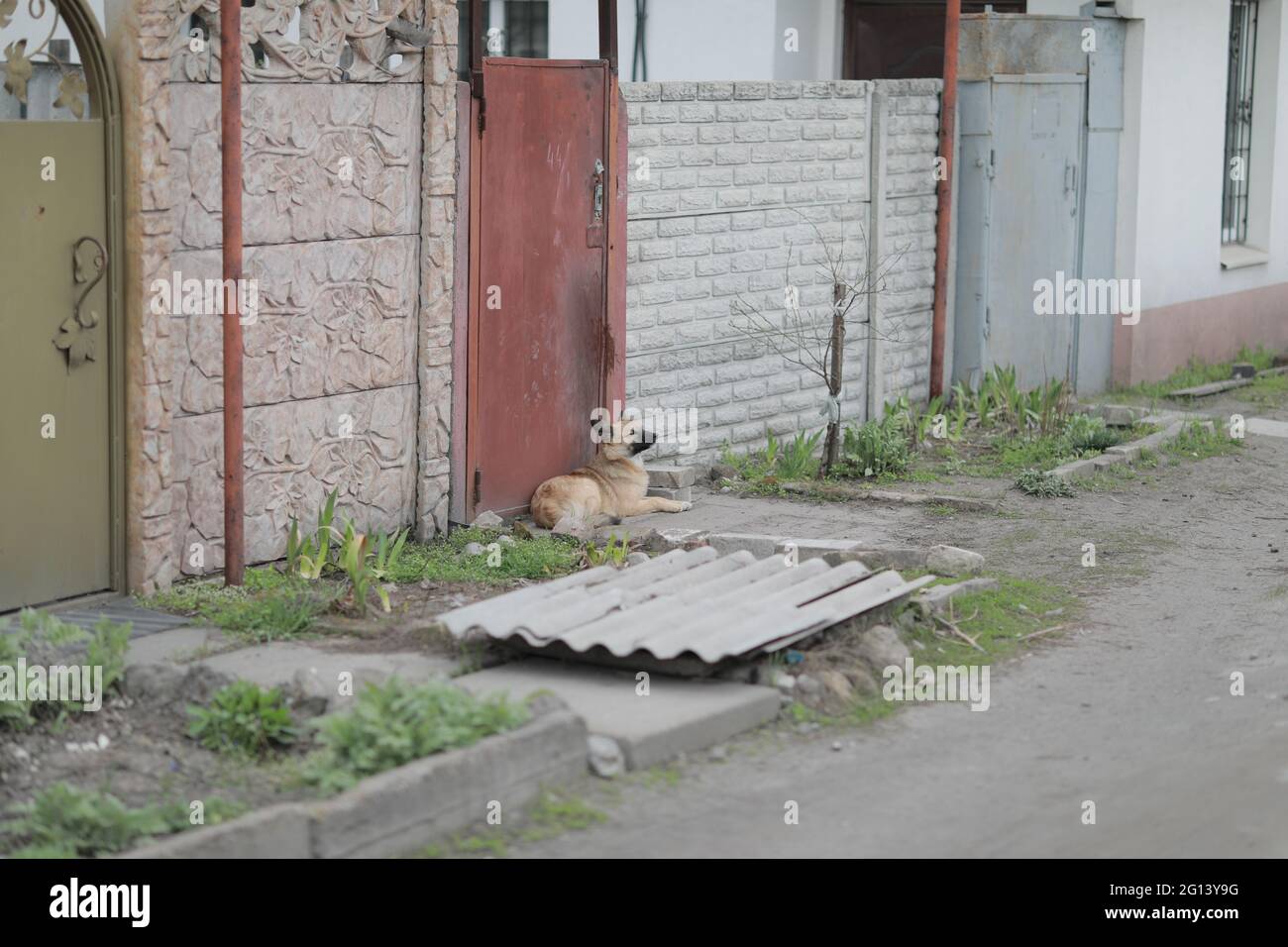 A dog sitting in front of a brick building Stock Photo