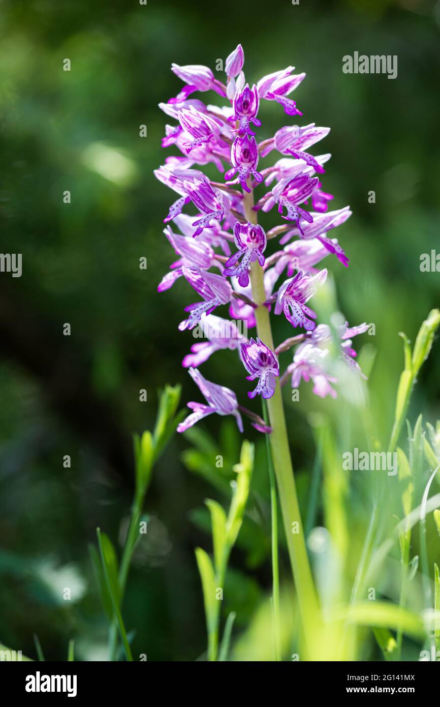 orchis militaris,The helmet orchid (Orchis militaris) is a plant species from the genus of orchids (Orchis) in the orchid family Stock Photo