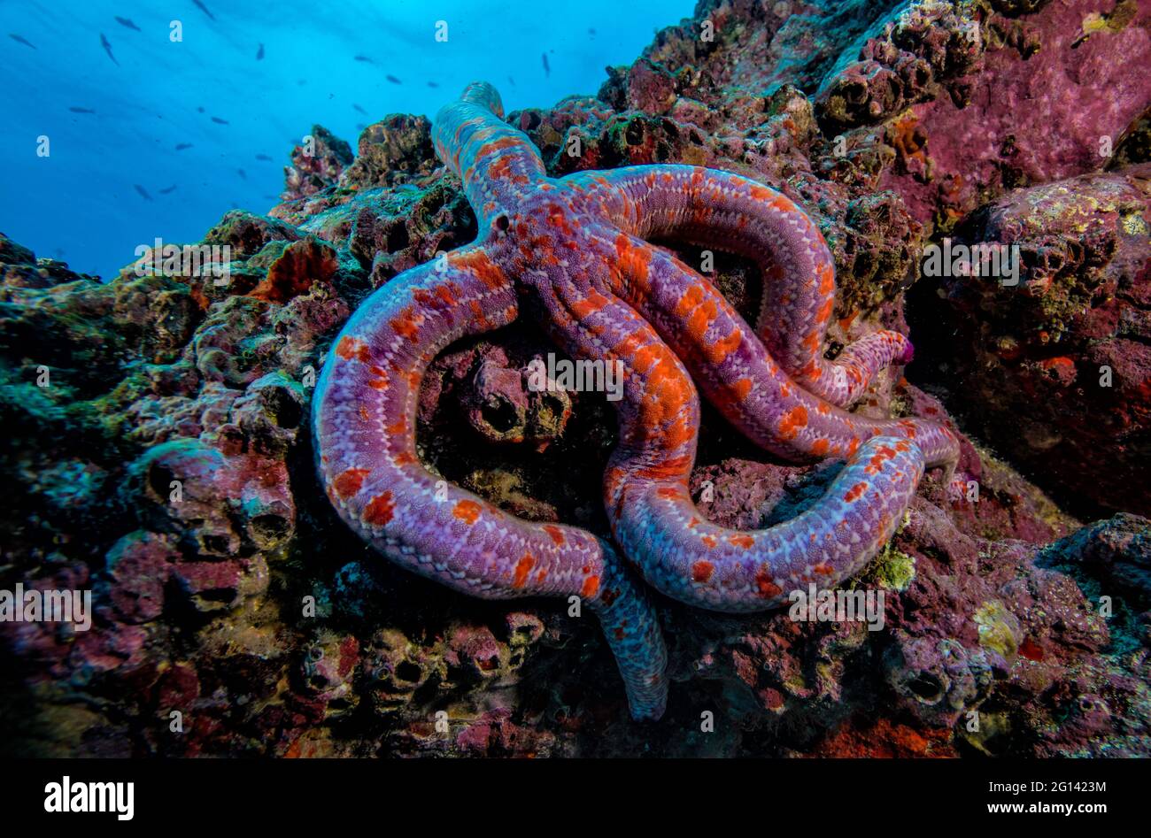 Underwater Scenes from Cocos Island, Costa Rica Stock Photo Alamy