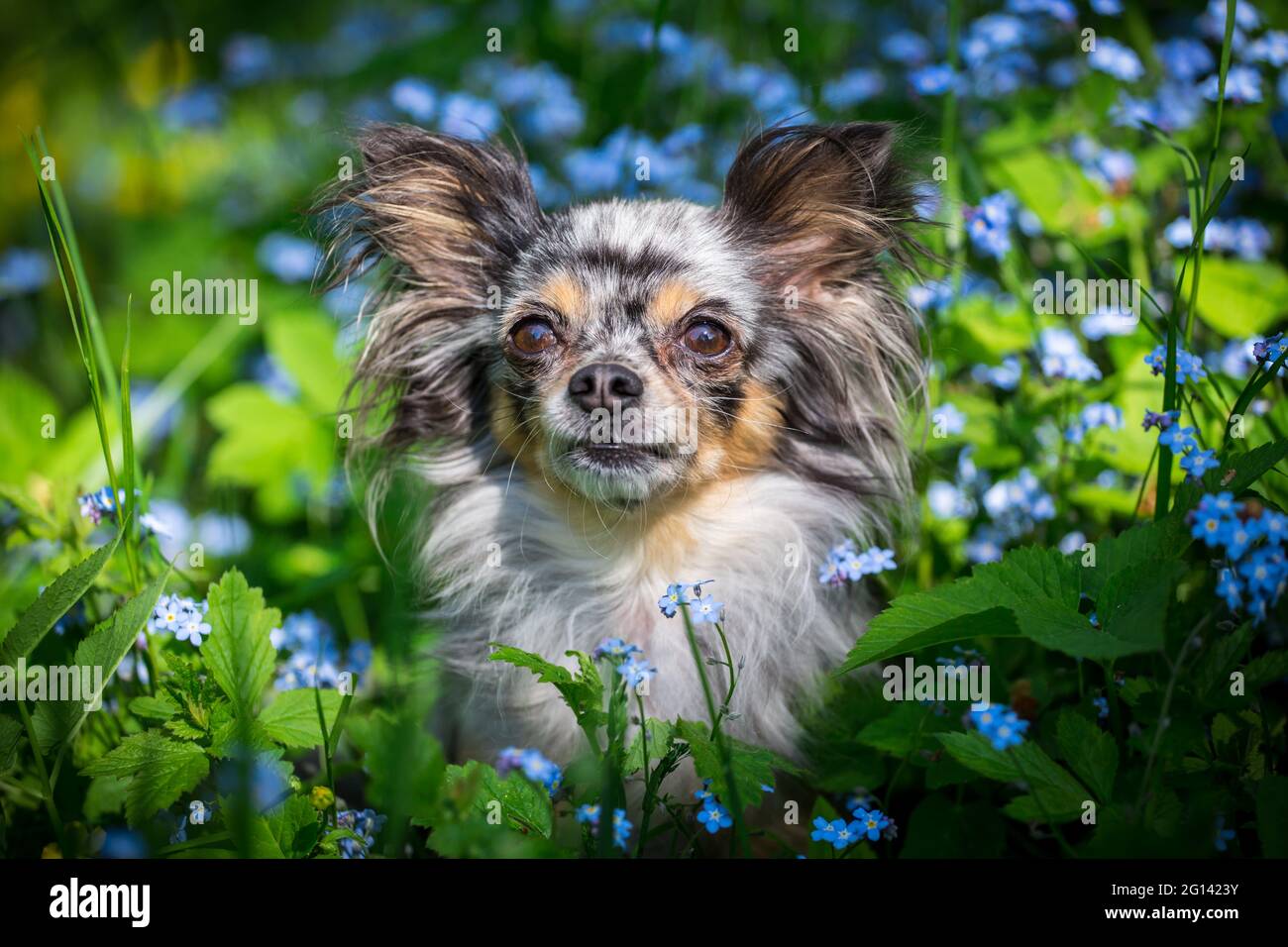 Blue Merle Long Haired Applehead Chihuahua - wide 5