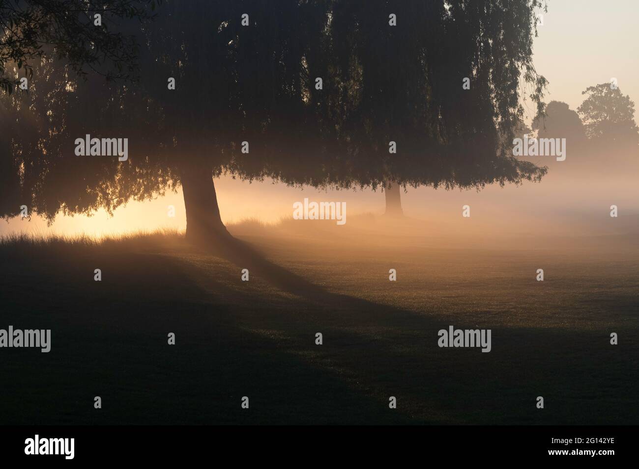 Willow trees silhouetted in the misty morning sunrise Stock Photo