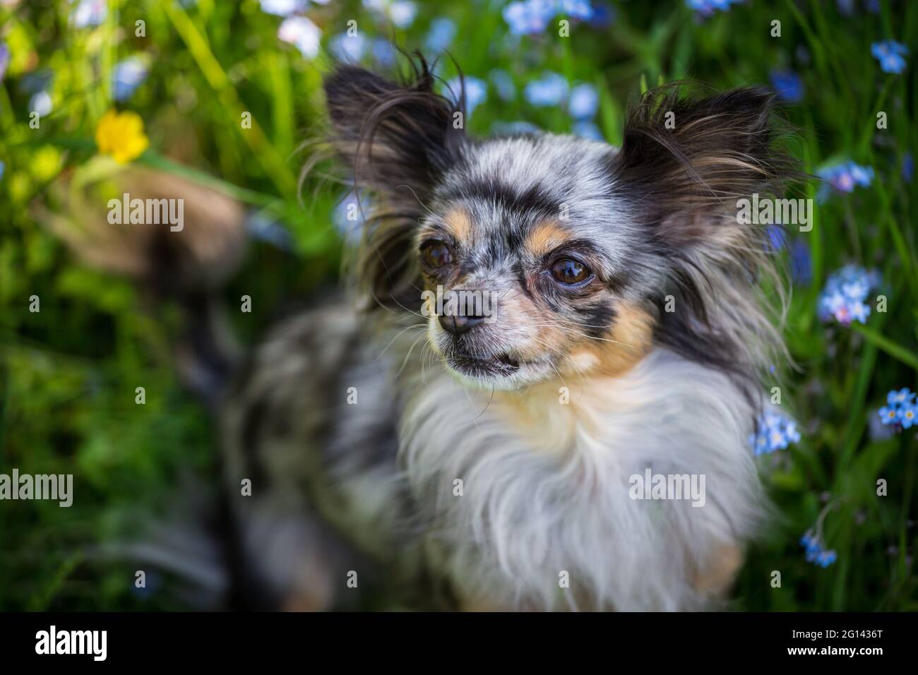 Tiny teacup chihuahua dog hi-res stock photography and images - Page 2 -  Alamy