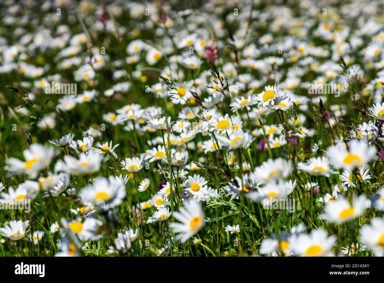 Summer background with rural meadow with wild flowers Stock Photo - Alamy