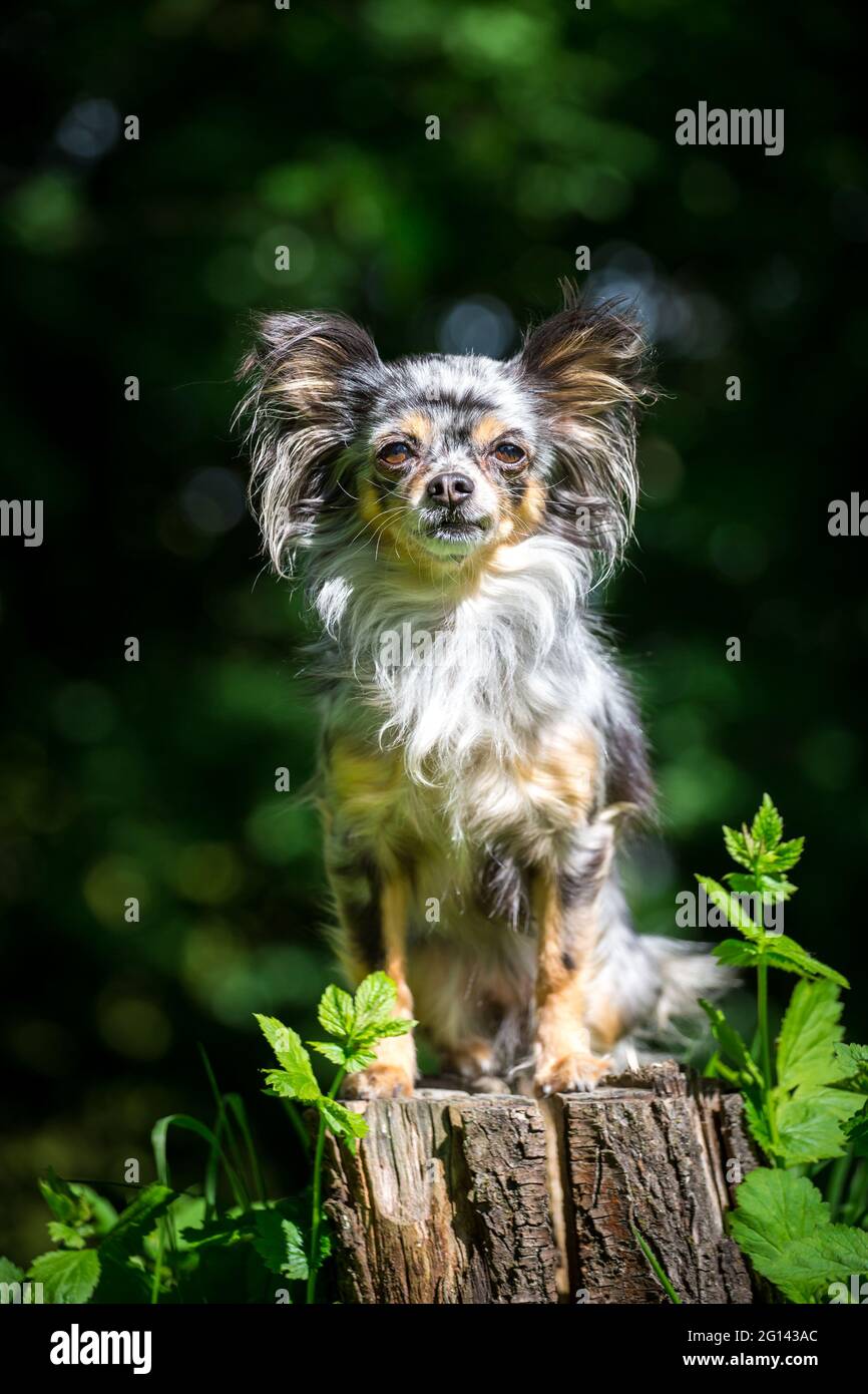 Tiny teacup chihuahua dog hi-res stock photography and images - Alamy